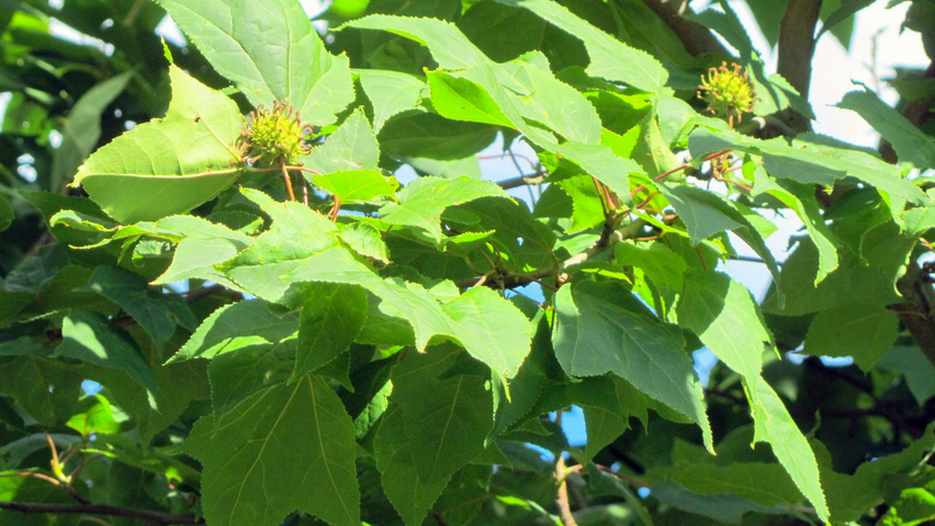 Liquidambar formosana Monticola Group fruits