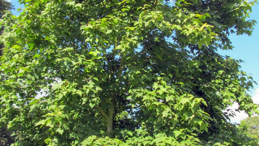 Liquidambar formosana Monticola Group standard tree