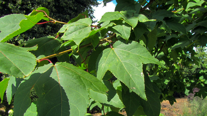Liquidambar formosana Monticola Group leaves