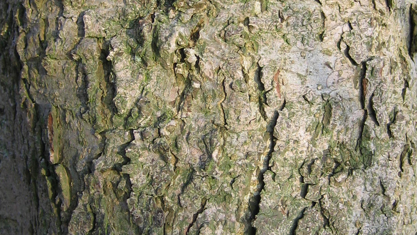 Liquidambar styraciflua Variegata Group Rinden