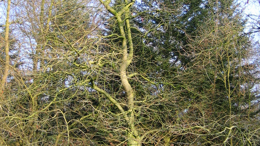Liquidambar styraciflua 'Aurea' feathered