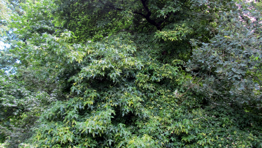 Liquidambar styraciflua Variegata Group Stammbüsche