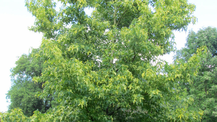 Liquidambar styraciflua Variegata Group Stammbüsche
