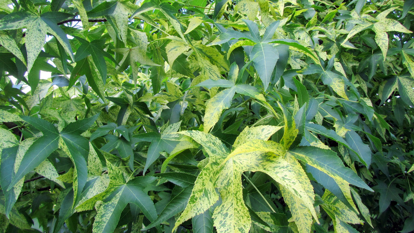 Liquidambar styraciflua Variegata Group Blatt