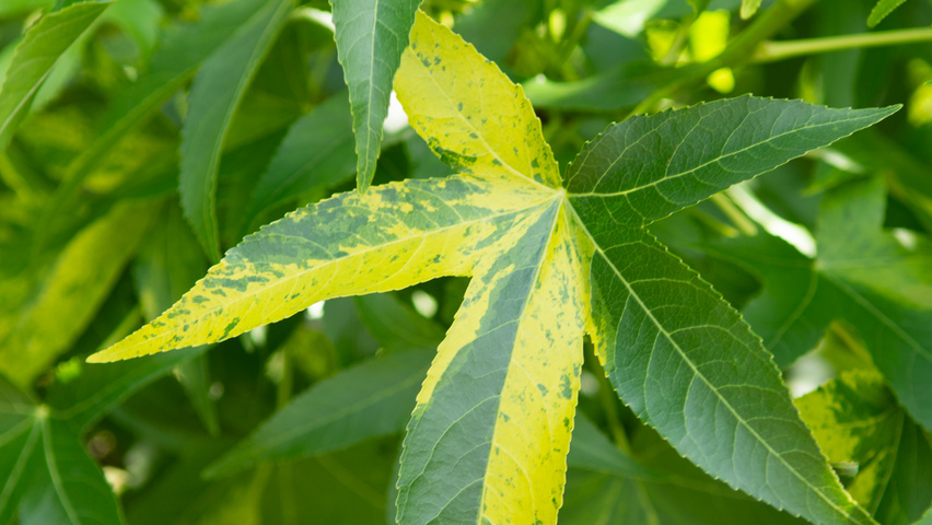 Liquidambar styraciflua Variegata Group Blatt