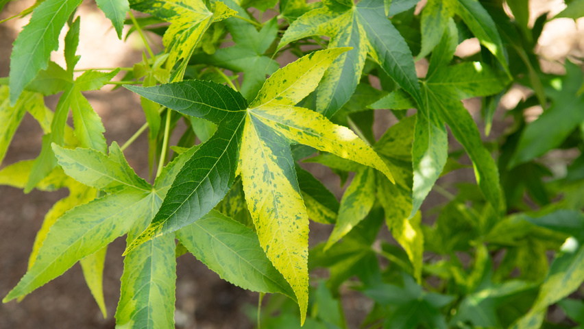 Liquidambar styraciflua 'Aurea' leaves