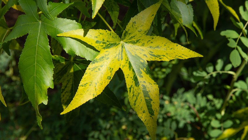 Liquidambar styraciflua Variegata Group Blatt