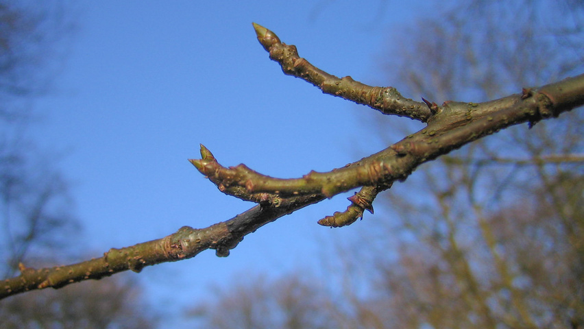Liquidambar styraciflua Variegata Group Zweige