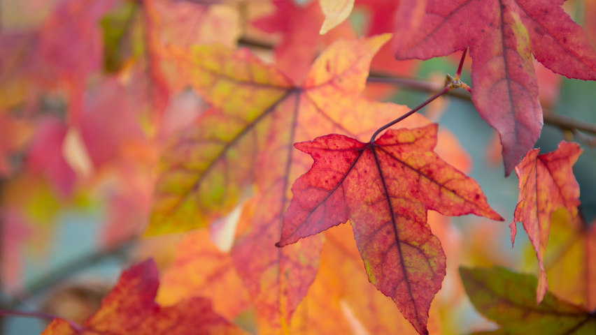 Liquidambar styraciflua autumn leaves