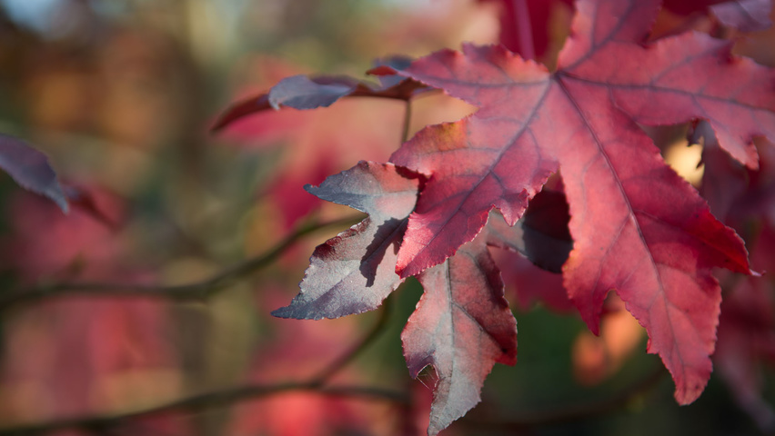 Liquidambar styraciflua autumn leaves