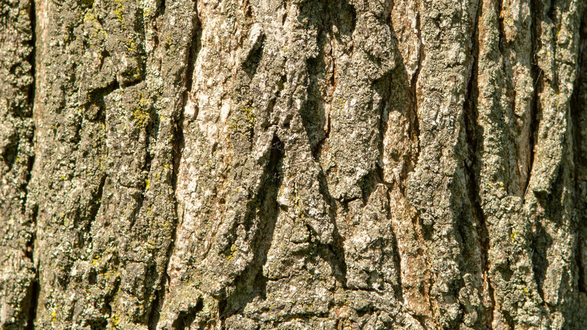 Liquidambar styraciflua bark