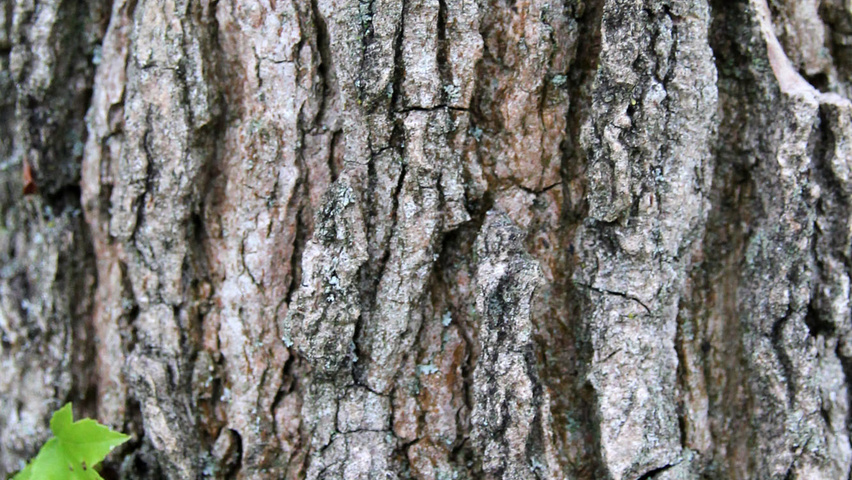 Liquidambar styraciflua bark