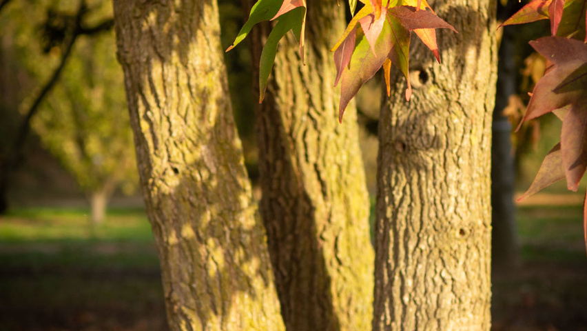 Liquidambar styraciflua bark