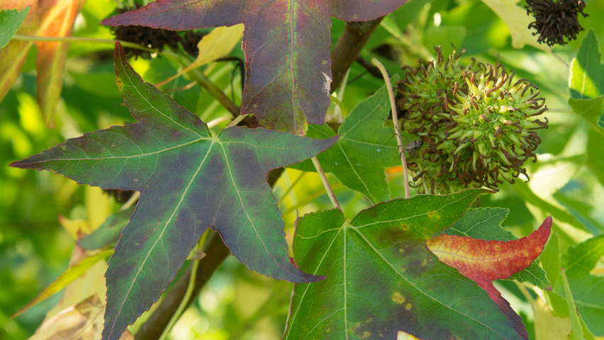 Liquidambar styraciflua 'Fastigiata' Herbstblatt