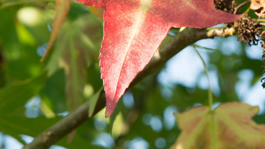 Liquidambar styraciflua 'Fastigiata' Herbstblatt