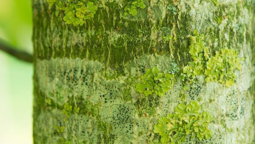 Liquidambar styraciflua 'Fastigiata' Rinden