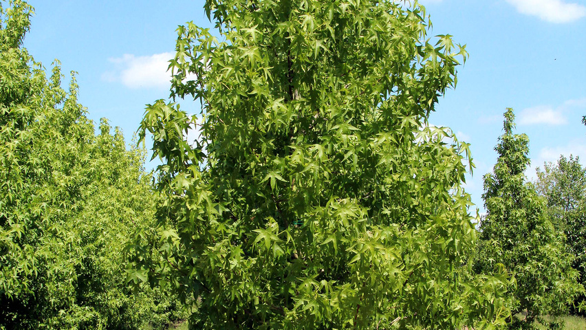 Liquidambar styraciflua 'Fastigiata' Stammbüsche