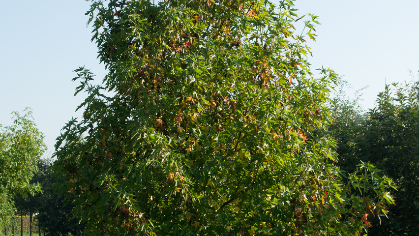 Liquidambar styraciflua 'Fastigiata' Stammbüsche