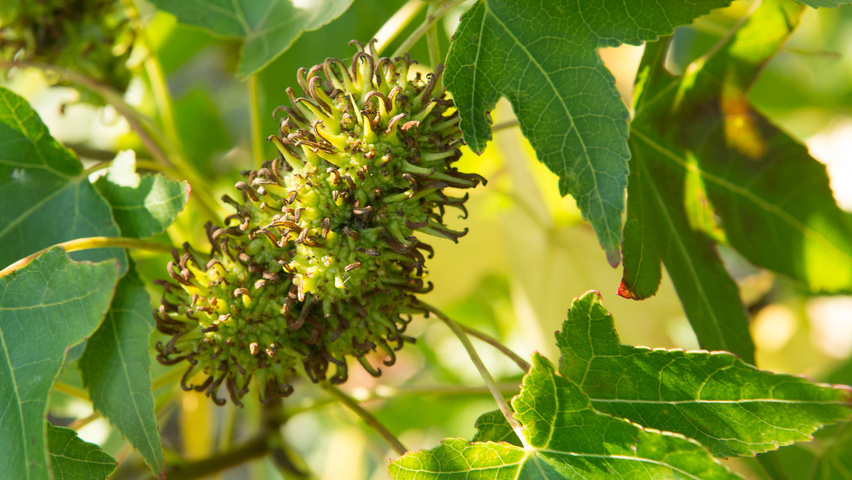 Liquidambar styraciflua 'Fastigiata' Frucht