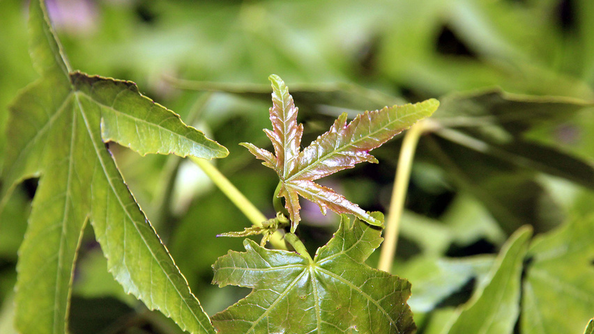 Liquidambar styraciflua 'Fastigiata' Blatt