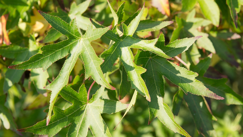 Liquidambar styraciflua 'Fastigiata' Blatt
