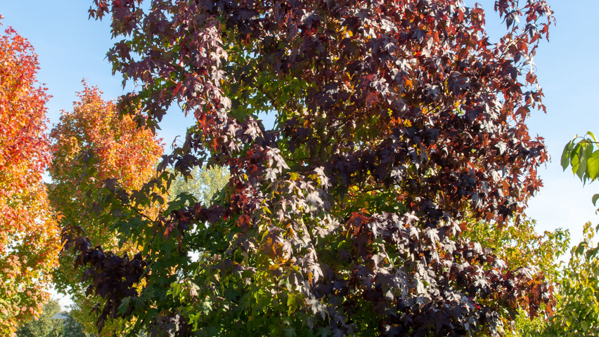Liquidambar styraciflua feathered