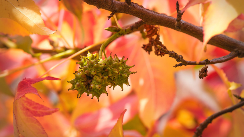 Liquidambar styraciflua fruits