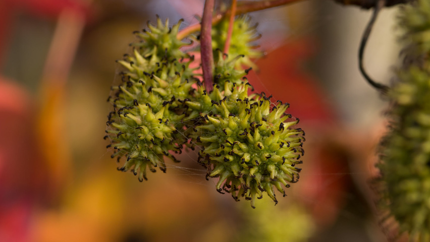 Liquidambar styraciflua fruits