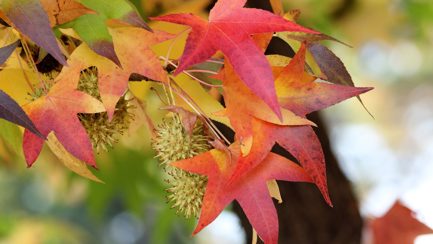 Liquidambar styraciflua fruits