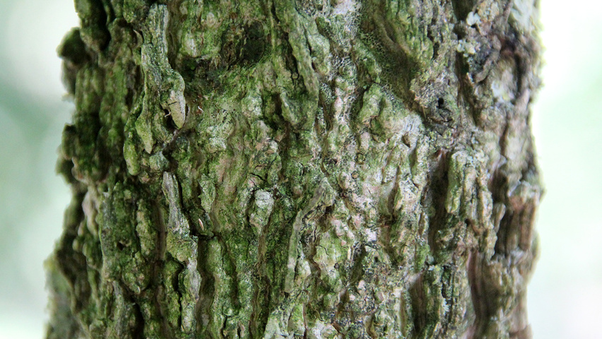 Liquidambar styraciflua 'Gum Ball' bast