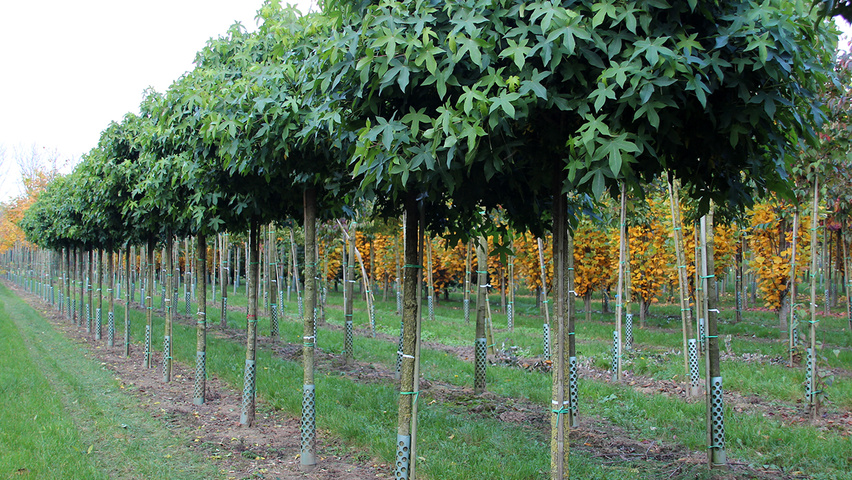Liquidambar styraciflua 'Gum Ball' hoogstam