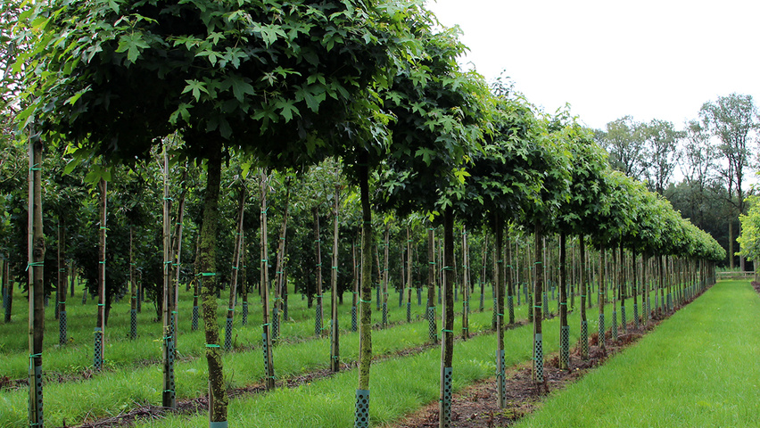 Liquidambar styraciflua 'Gum Ball' bol