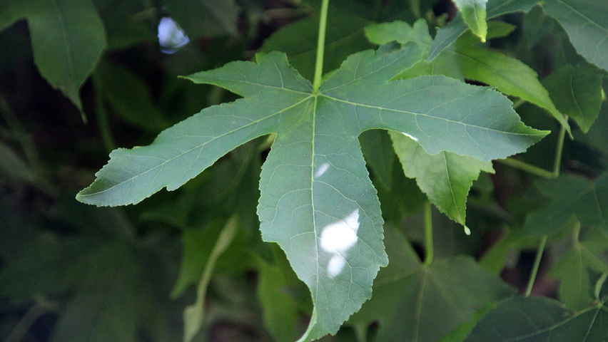 Liquidambar styraciflua 'Gum Ball' blad