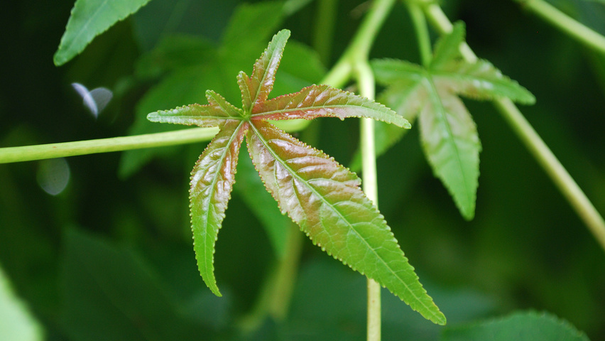Liquidambar styraciflua 'Gum Ball' blad