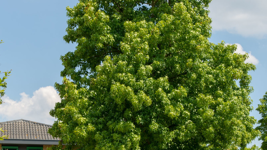 Liquidambar styraciflua standard tree
