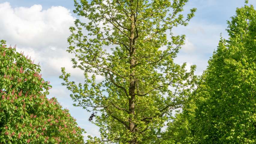 Liquidambar styraciflua standard tree