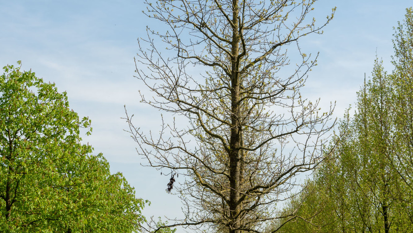 Liquidambar styraciflua standard tree