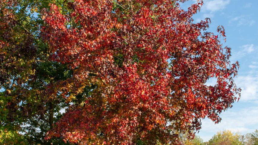 Liquidambar styraciflua standard tree
