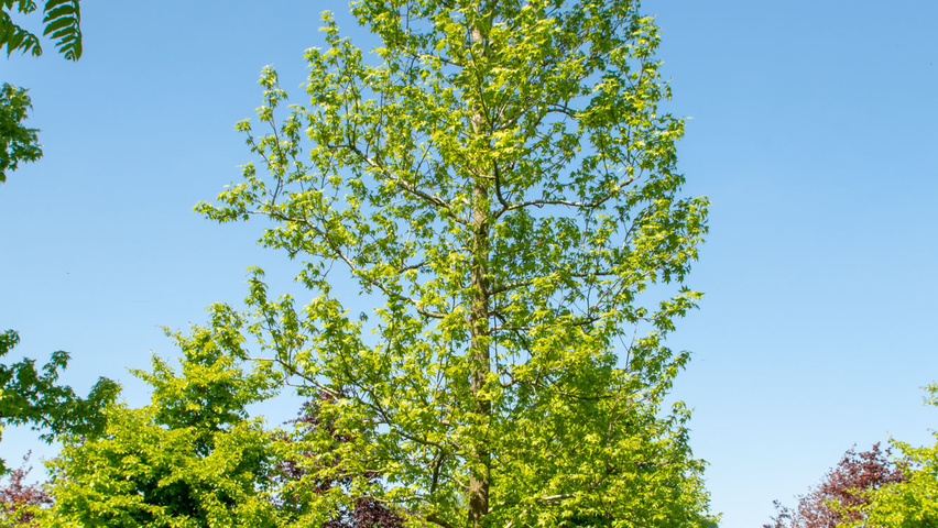 Liquidambar styraciflua standard tree