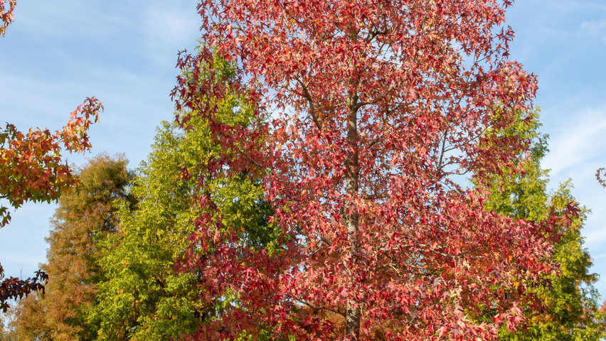 Liquidambar styraciflua standard tree
