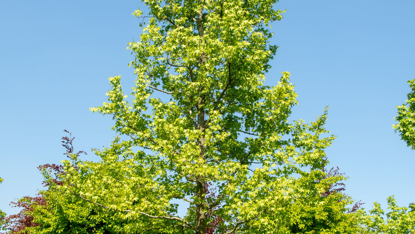 Liquidambar styraciflua standard tree