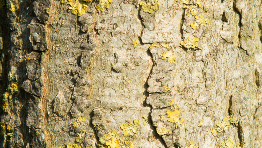 Liquidambar styraciflua 'Lane Roberts' tronc