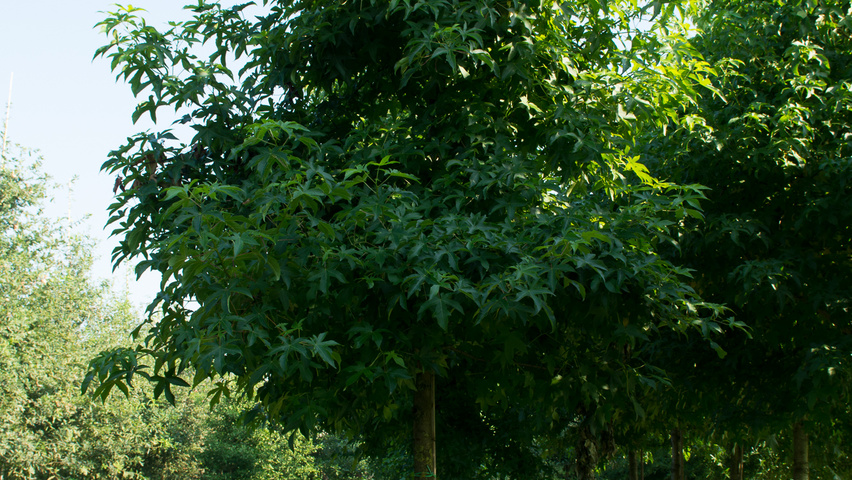 Liquidambar styraciflua 'Lane Roberts' haute tige