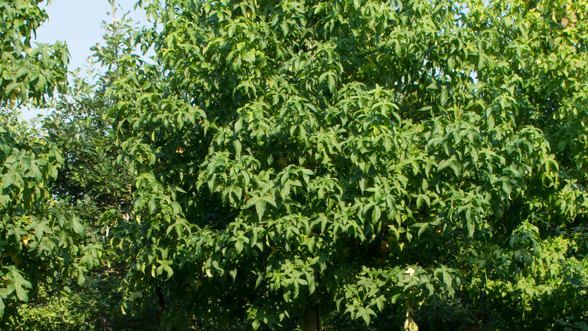 Liquidambar styraciflua 'Lane Roberts' haute tige