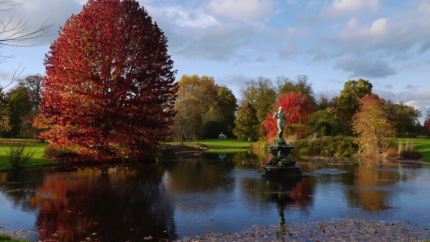 Liquidambar styraciflua 'Lane Roberts' haute tige