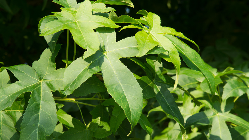 Liquidambar styraciflua 'Lane Roberts' Feuilles
