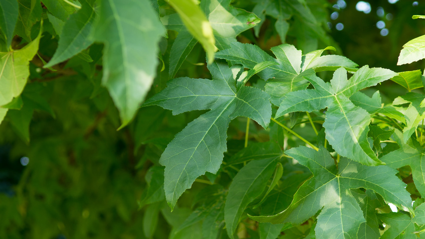 Liquidambar styraciflua 'Lane Roberts' Feuilles