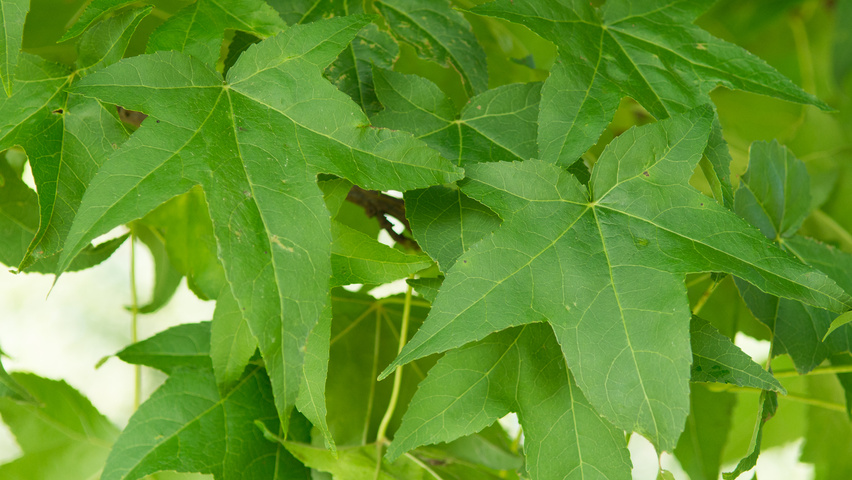 Liquidambar styraciflua 'Lane Roberts' Feuilles