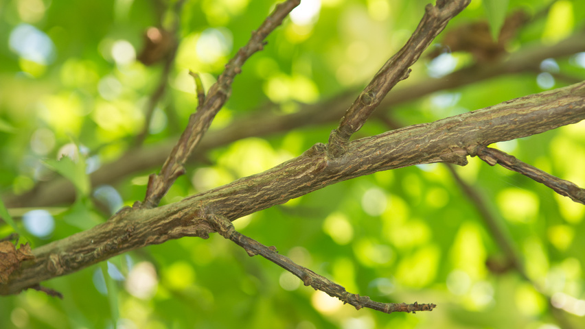 Liquidambar styraciflua 'Lane Roberts' rameaux