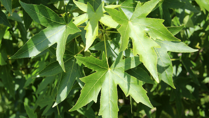 Liquidambar styraciflua leaves
